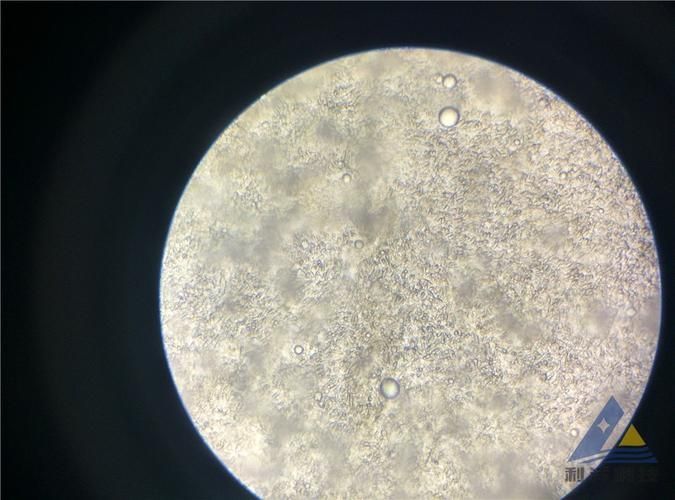 如何判斷龍魚鰓邊疙瘩的具體病因？（arxiv論文助手工具arxiv論文arxiv論文助手工）