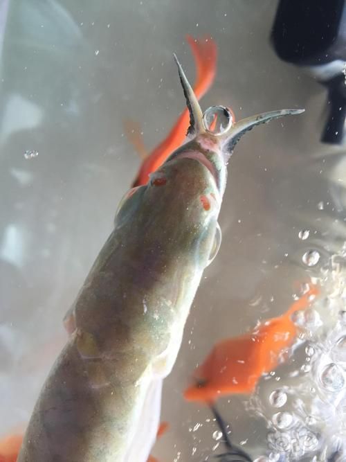 如何區分龍魚嘴角皮脫落是哪種病？（如何區分龍魚嘴角皮脫落）