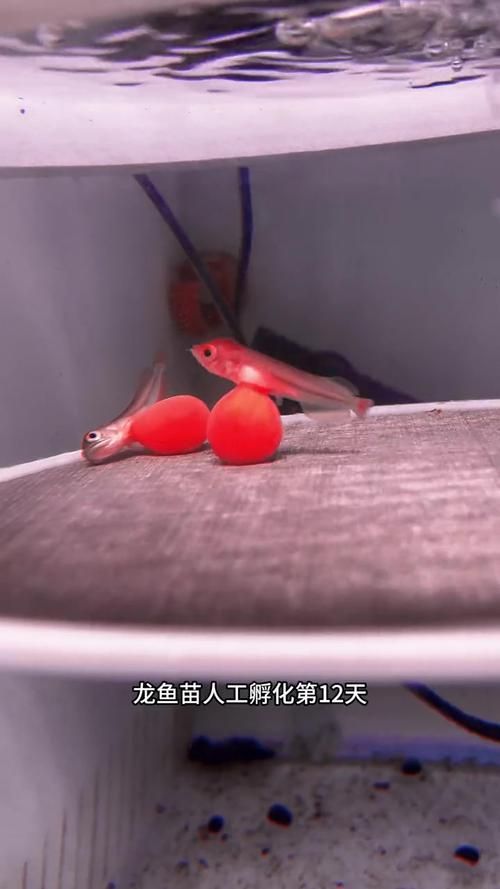 給我一些龍魚幼苗5-6厘米的圖片資源（龍魚幼苗5-6厘米時如何飼養龍魚幼苗圖片）