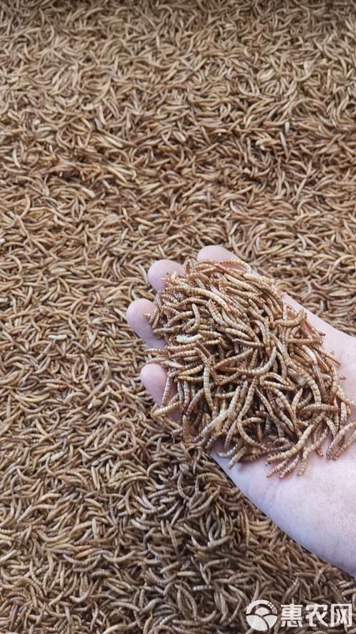 龍魚喂食面包蟲干有哪些注意事項？（龍魚喂食面包蟲干注意事項）