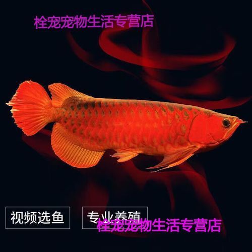 半紅龍魚的價格是多少？（半紅龍魚多久發色，半紅龍魚適合哪些魚缸？）