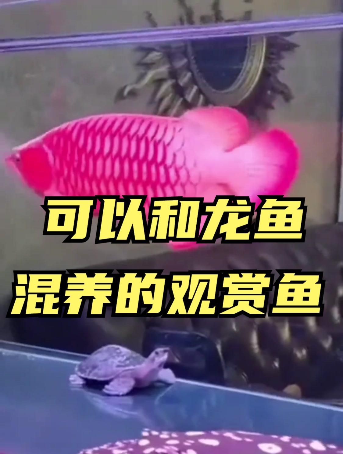 招財魚和龍魚可以一起養嗎？（招財魚和龍魚可以一起養，但風險較高，需謹慎操作）