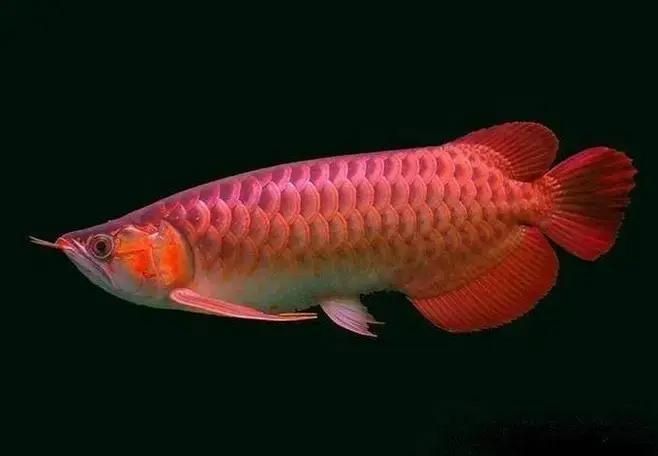 如何科學養護龍魚，避免龍魚死亡？（養殖龍魚的注意事項）