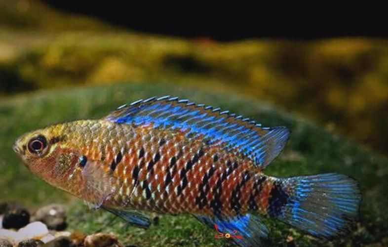 變色龍魚有哪些品種？（變色龍魚的品種詳解：變色龍魚品種詳解）