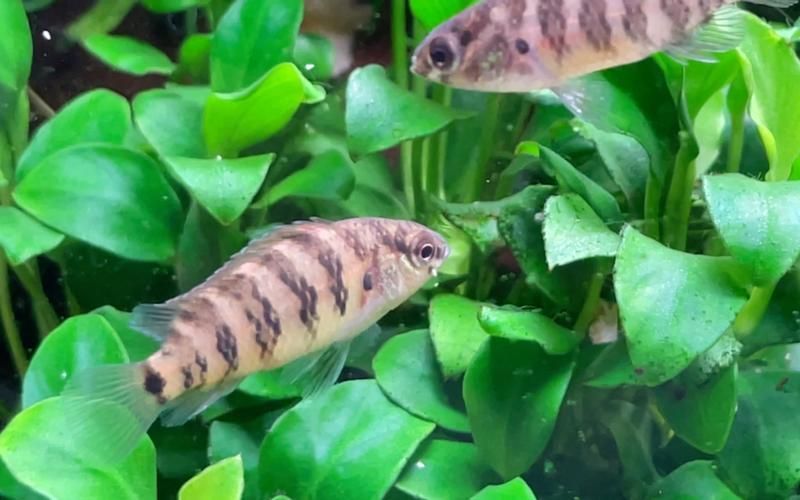變色龍魚有哪些品種？（變色龍魚的品種詳解：變色龍魚品種詳解）