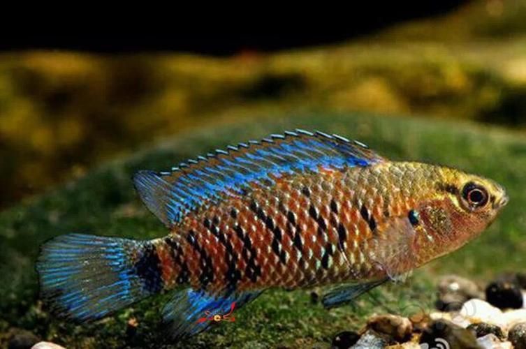 變色龍魚有哪些品種？（變色龍魚的品種詳解：變色龍魚品種詳解）