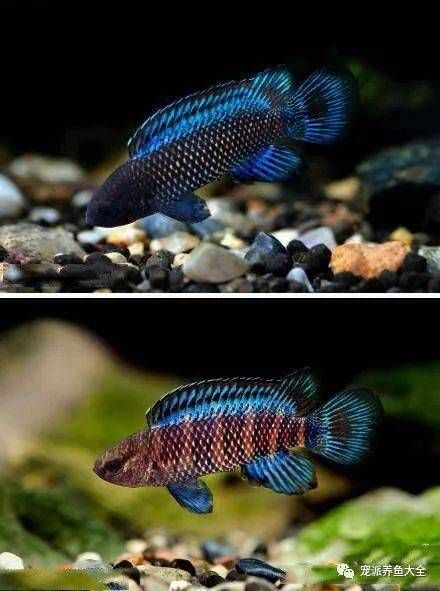 變色龍魚有哪些品種？（變色龍魚的品種詳解：變色龍魚品種詳解）