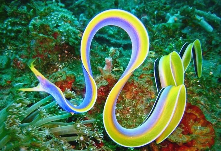 變色龍魚有哪些品種？（變色龍魚的品種詳解：變色龍魚品種詳解）