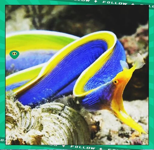 變色龍魚有哪些品種？（變色龍魚的品種詳解：變色龍魚品種詳解）