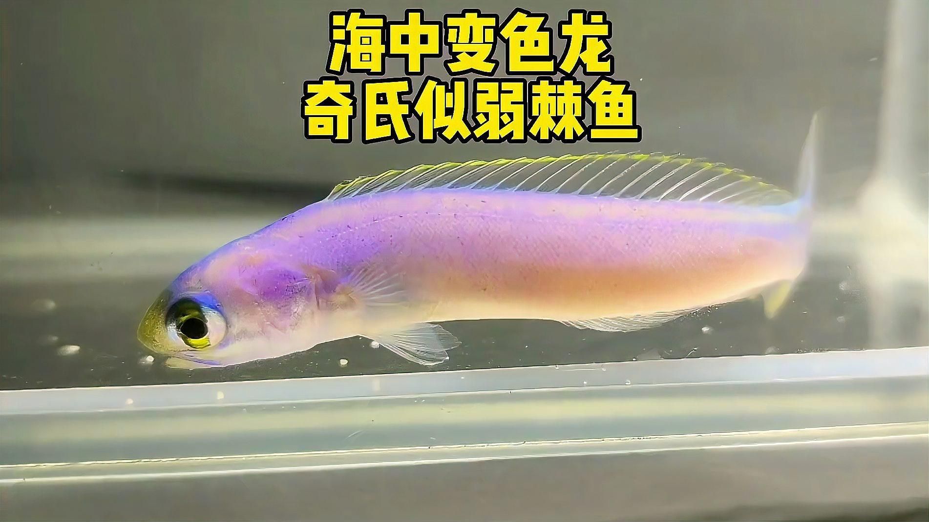 變色龍魚有哪些品種？（變色龍魚的品種詳解：變色龍魚品種詳解）