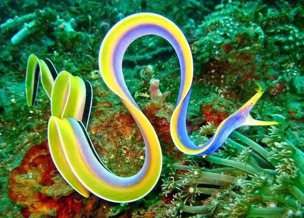 變色龍魚有哪些品種？（變色龍魚的品種詳解：變色龍魚品種詳解）