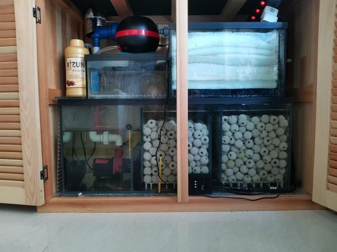 有哪些方法可以改善龍魚的水質？