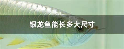 銀龍魚和藍龍魚哪個更受歡迎？（觀賞魚市場的“常青樹”藍龍魚（blueram/藍曼龍））