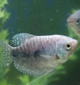 銀龍魚和藍(lán)龍魚哪個(gè)更受歡迎？（觀賞魚市場的“常青樹”藍(lán)龍魚（blueram/藍(lán)曼龍））