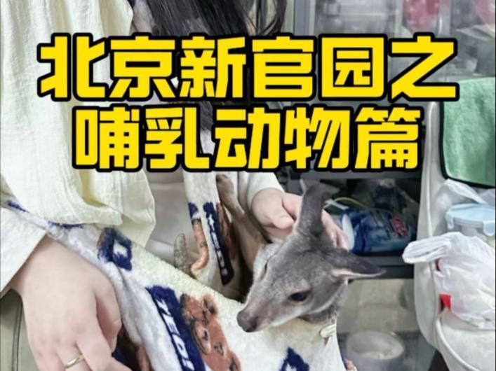 北京還有哪些龍魚苗批發(fā)市場(chǎng)？（北京花鳥魚蟲市場(chǎng)里的“毛孩子們”北京花鳥魚蟲市場(chǎng)）