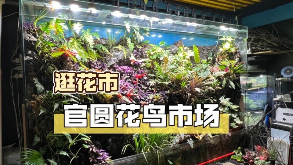 <strong><mark>北京</mark></strong>還有哪些龍魚苗批發市場？（<strong><mark>北京</mark></strong>花鳥魚蟲市場里的“毛孩子們”<strong><mark>北京</mark></strong>花鳥魚蟲市場）
