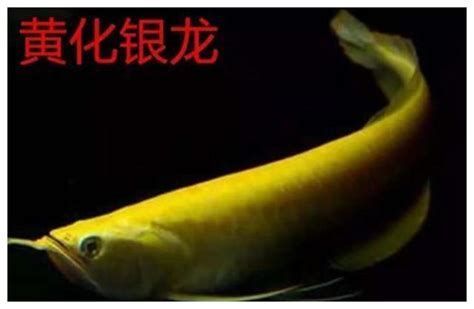 有哪些龍魚品種適合做掉眼手術(shù)？（可能適合做掉眼手術(shù)的龍魚品種：紅龍魚適合做掉眼手術(shù)）