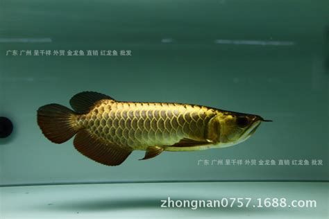 有哪些龍魚品種適合做掉眼手術(shù)？（可能適合做掉眼手術(shù)的龍魚品種：紅龍魚適合做掉眼手術(shù)）