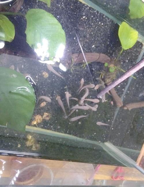 給我更多高清的紅龍魚苗圖片（高清紅龍魚苗圖片）