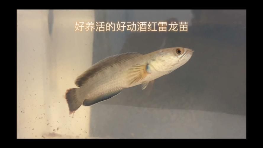 給我更多高清的紅龍魚苗圖片（高清紅龍魚苗圖片）