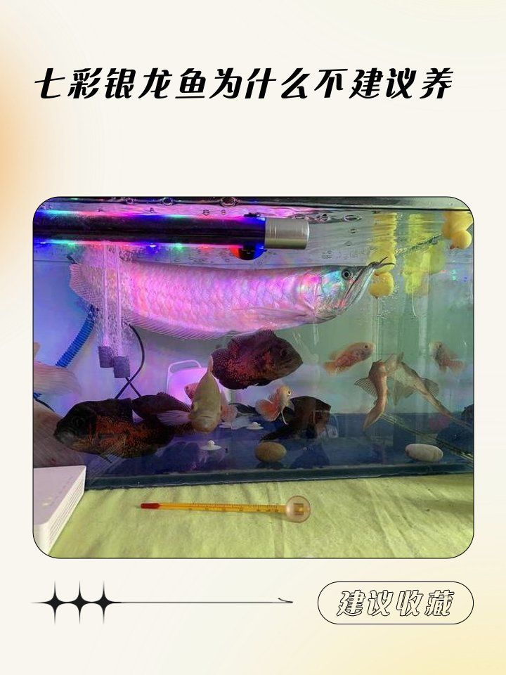 銀龍魚如果食用會(huì)有哪些風(fēng)險(xiǎn)？（銀龍魚不能隨便養(yǎng)你的寵物）