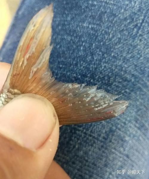 如何判斷龍魚腮上小氣泡是否感染？（如何判斷龍魚腮部小氣泡）