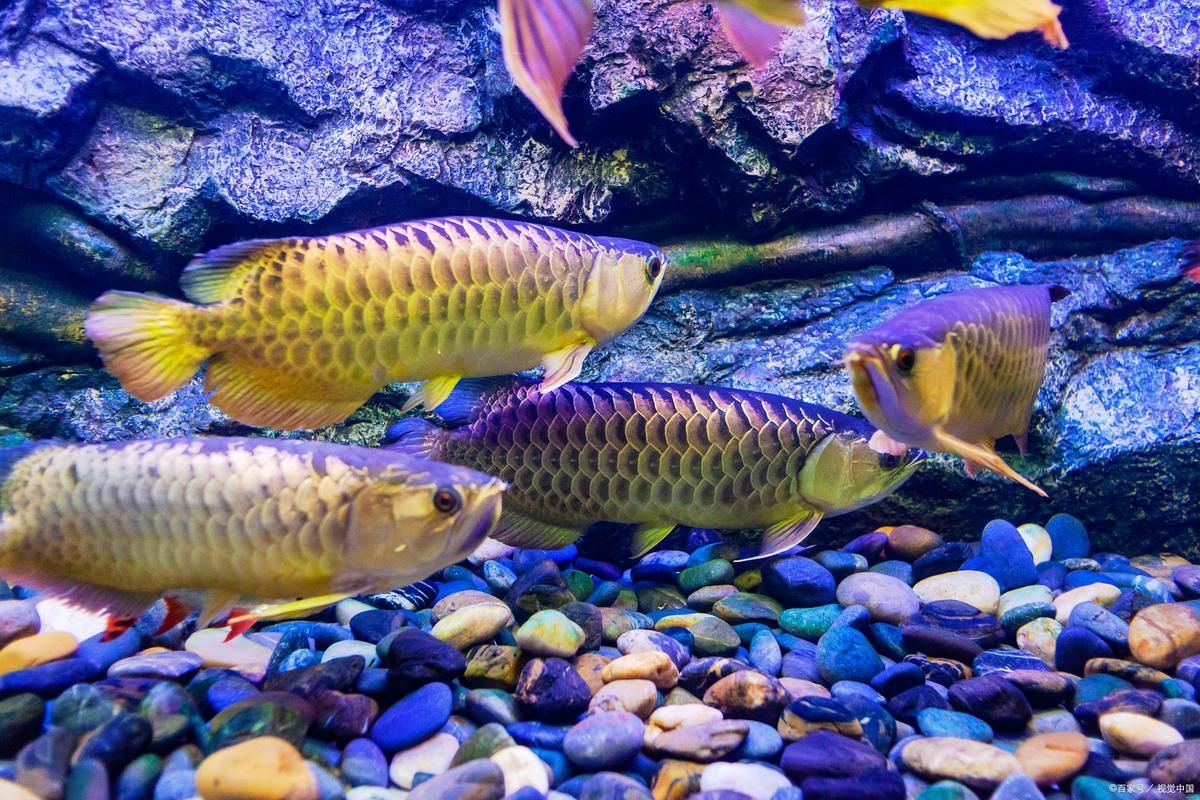 淮北龍魚的養殖技術（淮北龍魚養殖技術）