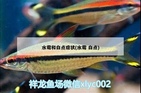 哪種方法消除龍魚白點最有效？（如何治療龍魚白點??？）