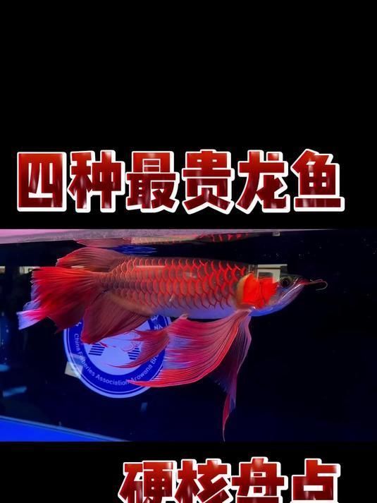 除了血紅龍魚，還有哪些龍魚品種價格很高？（最貴的龍魚是什么？）