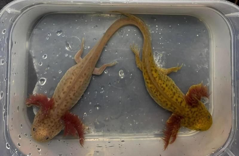 有哪些藥物可以有效治療龍魚立鱗??？（治療龍魚立鱗病的常用藥物）