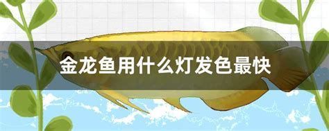 詳解（1000字和配圖）有哪些品牌的龍魚增艷燈評價最好？（龍魚增艷燈品牌評測）