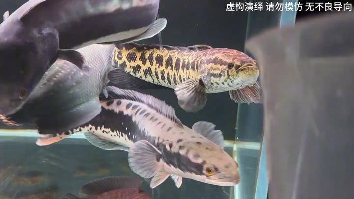 金龍魚和巨骨舌魚哪個更難養？（巨骨舌魚和龍魚哪個更貴？）