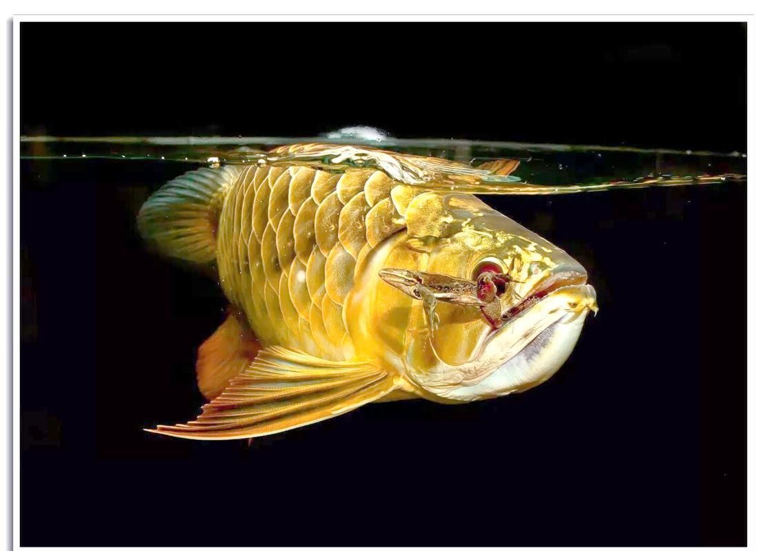 龍魚的攻擊性如何影響其戰斗力？（富媒體組件查詢龍魚打架、養殖攻略）