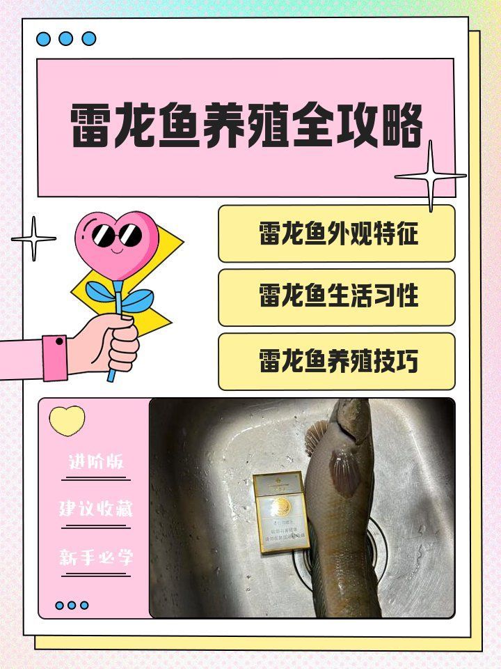 龍魚的攻擊性如何影響其戰斗力？（富媒體組件查詢龍魚打架、養殖攻略）