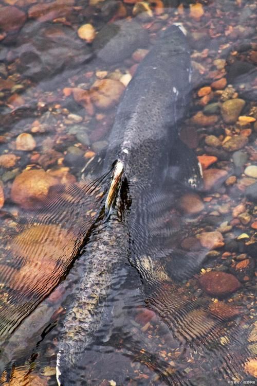 漠河龍魚有哪些品種？（“漠河龍魚”是什么？）