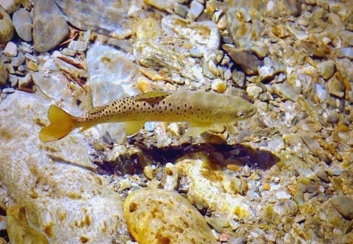 漠河龍魚有哪些品種？（“漠河龍魚”是什么？）