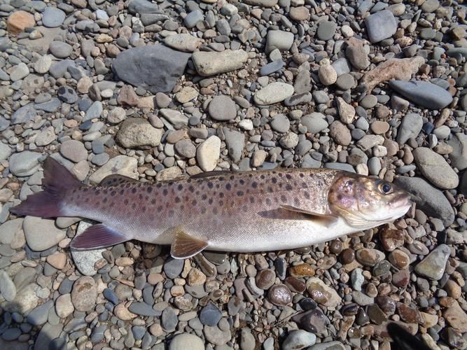 漠河龍魚有哪些品種？（“漠河龍魚”是什么？）