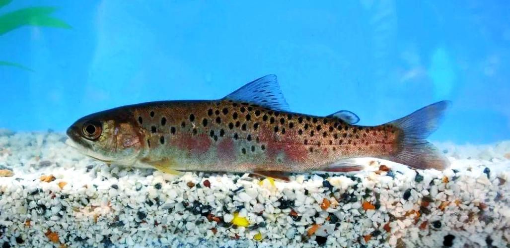 漠河龍魚有哪些品種？（“漠河龍魚”是什么？）