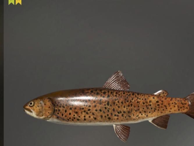 漠河龍魚有哪些品種？（“漠河龍魚”是什么？）