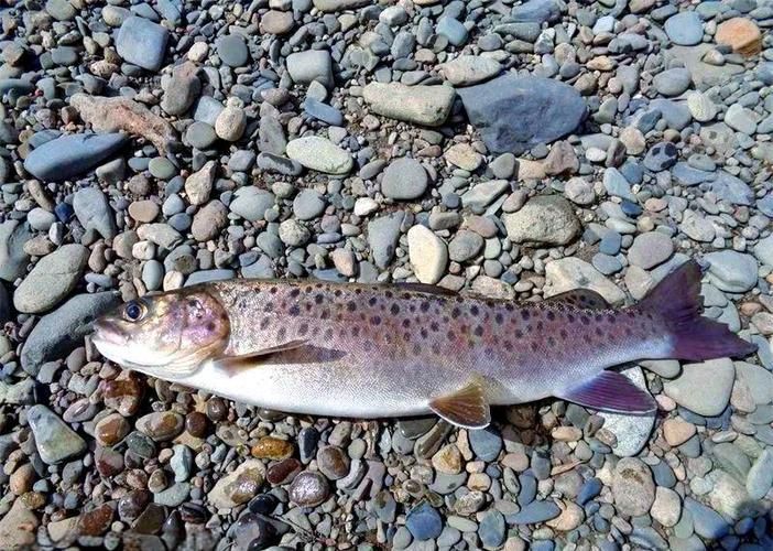 漠河龍魚有哪些品種？（“漠河龍魚”是什么？）