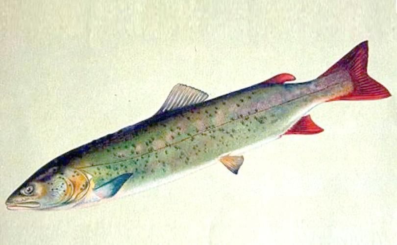 漠河龍魚有哪些品種？（“漠河龍魚”是什么？）
