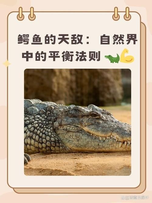 銀龍魚有哪些天敵，如何預防攻擊？（成年銀龍魚被天敵攻擊、混養沖突的真實案例（note））