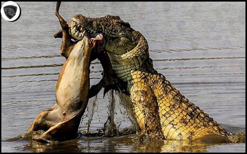 銀龍魚有哪些天敵，如何預防攻擊？（成年銀龍魚被天敵攻擊、混養沖突的真實案例（note））