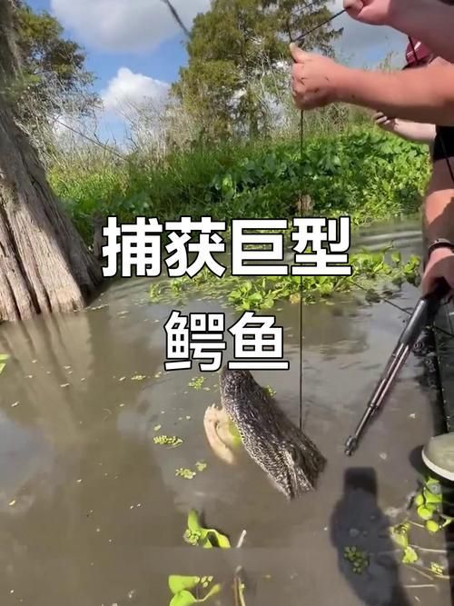 銀龍魚有哪些天敵，如何預防攻擊？（成年銀龍魚被天敵攻擊、混養沖突的真實案例（note））