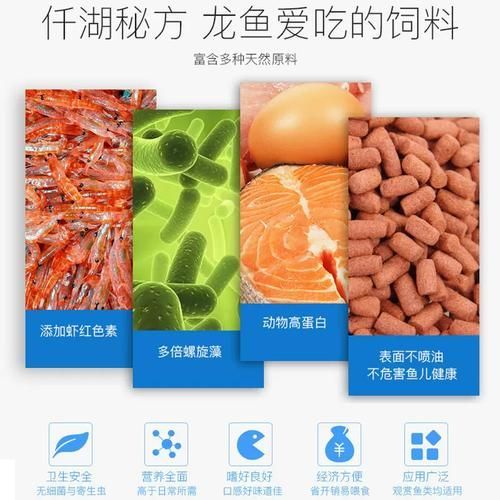 給我推薦一些適合小火龍魚的飼料品牌（小火龍魚的選擇）