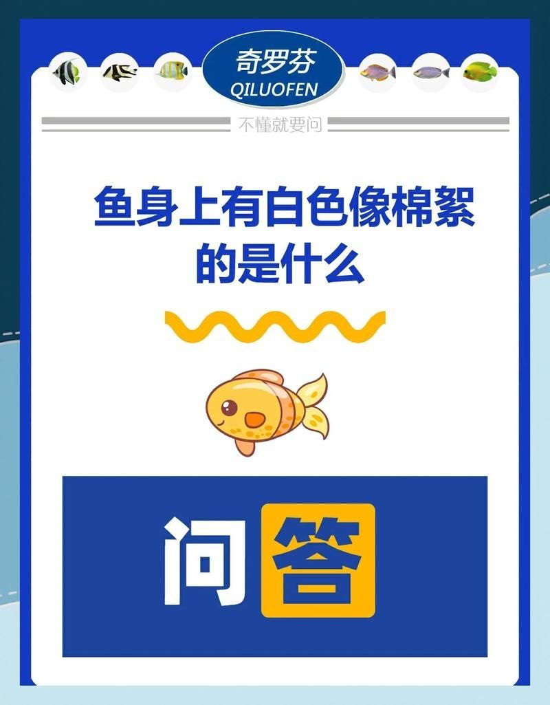 龍魚嘴邊白色絮狀物如何區(qū)分病因？（如何判斷龍魚嘴邊白色絮狀物多久能好？）