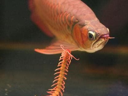 龍魚的最佳喂食頻率是多少？（龍魚喂食時間表）