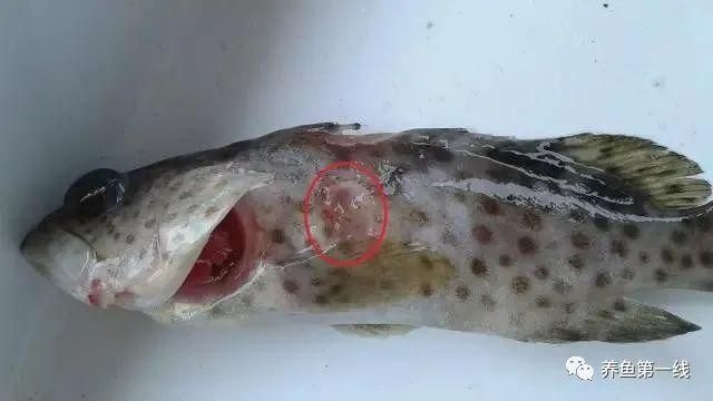 如何判斷龍魚嘴角腫脹是否由細菌感染引起？（龍魚嘴角腫脹是否由細菌感染引起龍魚嘴角腫脹是否由細菌感染引起）