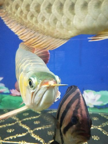 如何判斷龍魚嘴角凸起肉包是否感染？（如何判斷龍魚嘴角凸起肉包是否感染）