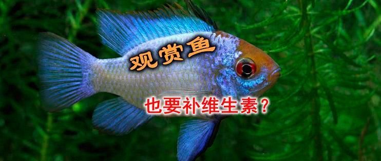 如何判斷龍魚是否需要補充維生素？（arxiv論文助手判斷龍魚是否需要補充維生素嗎）